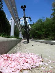 Trial cycling of new road　05.08.2011