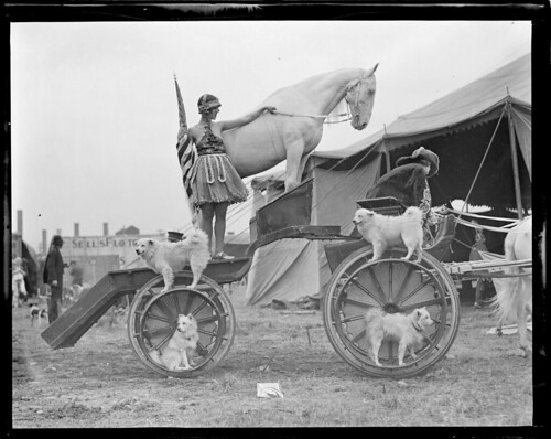 Dogs and horses in usual circus act