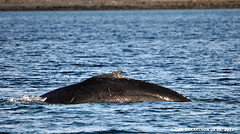 Hvalir / Whale