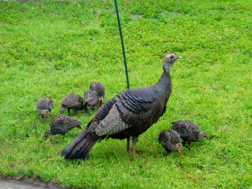 Wild Turkey Mama & Chicks