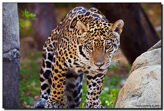 Maya, the Jaguar