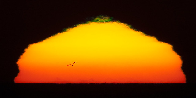Gull Against Morro Bay Sun by mikebaird