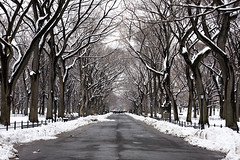 Central Park Winter 2010