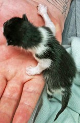 Kitties Rescued
