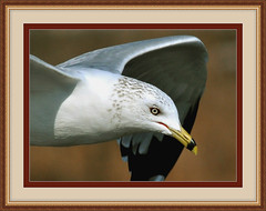 Gulls (and Terns)