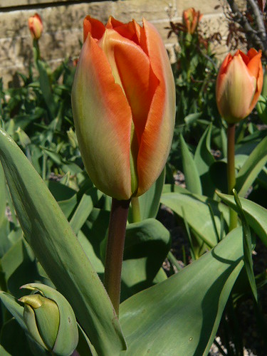 Tulip viridiflora