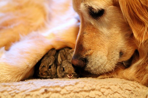 Koa's Bunnies-Our Golden thinks these are her puppies [EXPLORE], 129/365