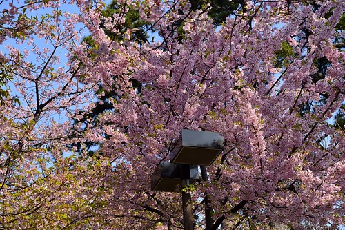 桜を被る外灯 by leicadaisuki
