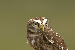 LITTLE OWl Athene noctua
