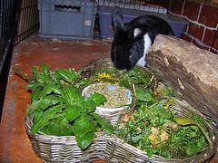 A bunny feast