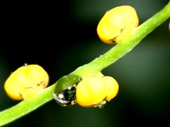 Drops - water pearls