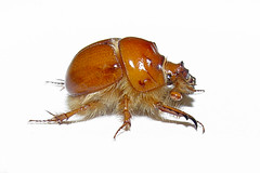 Beetles: Geotrupidae