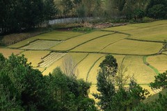 Yunnan 2008 - Rice