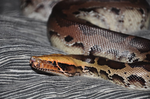 Borneo Short-tailed Python Snake