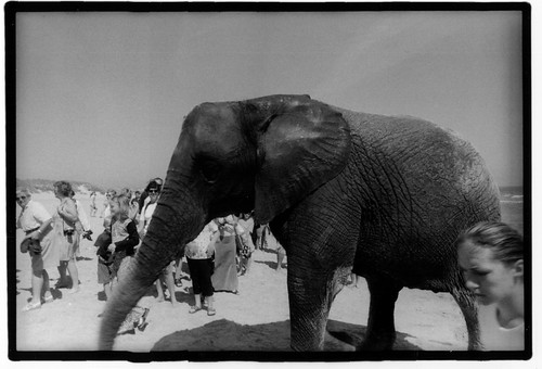 elephant passes