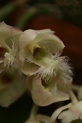 Clowesia hybrids