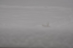 Tuuli in Snow by John Blackwood