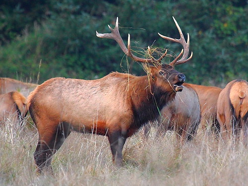 IMG_2730 Roosevelt Elk, Redwood National and State Parks by ThorsHammer94539