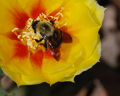 Beee-youtiful bees