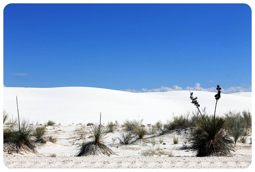 White Sands New Mexico flowers