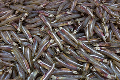 170225 Dubai Fish Market