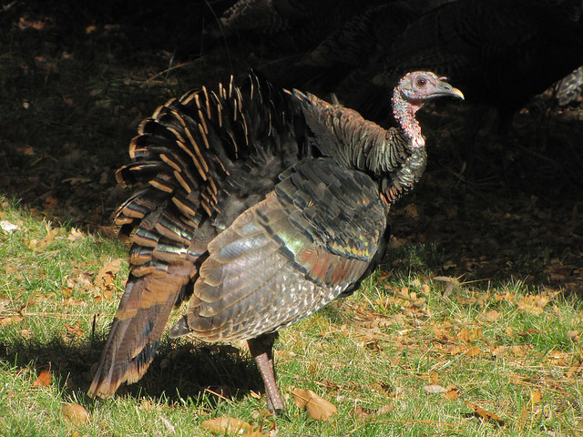 wild turkey showing fall colors