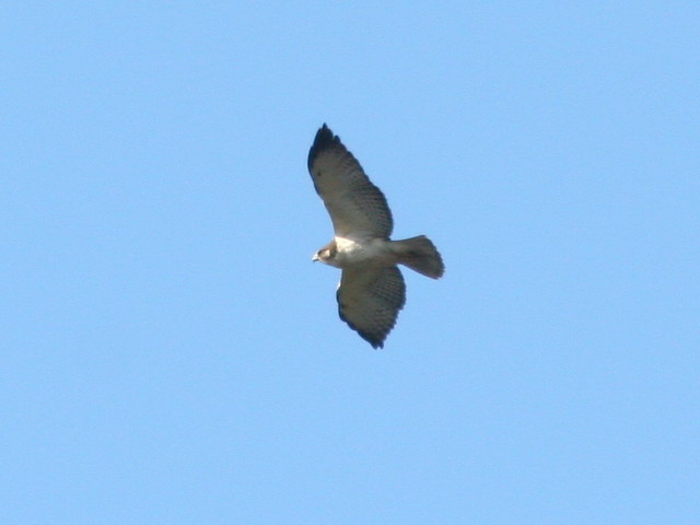 Short-tailed Hawk, Light Morph SOOC Cropped 20091008