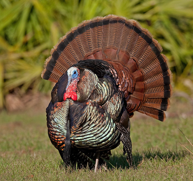 List 101+ Images what is the color of a turkey Updated