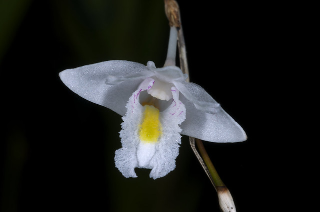 Dendrobium species