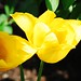 Golden Tulip ♥ૐ