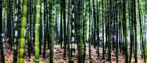  無料写真素材, 自然風景, 森林, 竹・竹林, 緑色・グリーン, 風景  中華人民共和国  