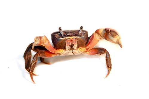 Freshwater crab - Potamonautidae, sawagani