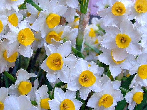AMARYLLIDACEAE çŸ³è’œç§‘ - Narcissus (Narcissus tazetta var. chinensis) ä¸­åœ‹æ°´ä»™
