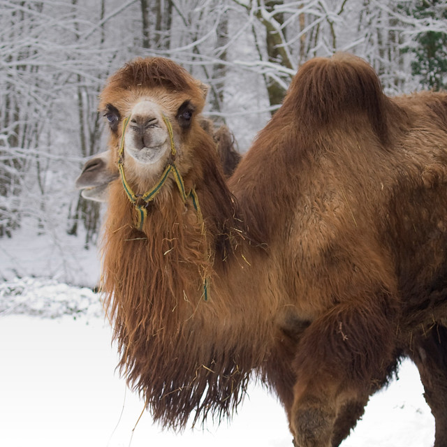 Neige et chameaux - Snow and Bactrian Camels