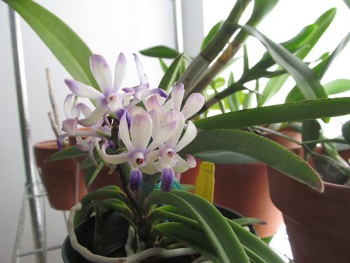Neostylis Lou Sneary 'Bluebird' orchid