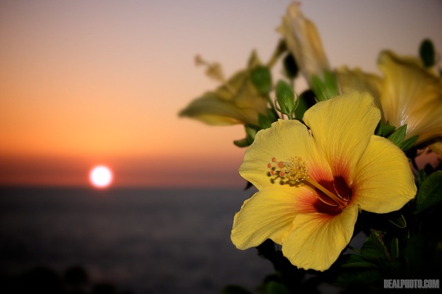 Fleur de Soleil | Flickr - Photo Sharing!
