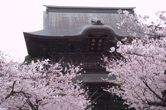 spring sakura