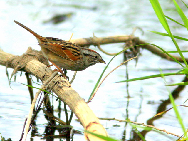 Swamp Sparrow 3-20100420