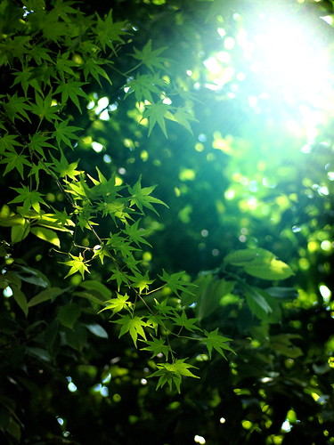 無料写真素材|花・植物|カエデ・モミジ|緑色・グリーン