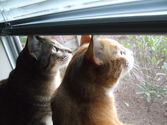 cats @ the window, 2010/04/03