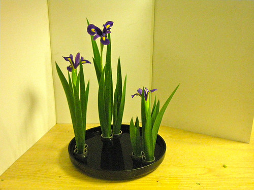 Iris - summer arrangement - near view by Ikebana Marisa