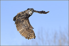Owl (Great-horned)