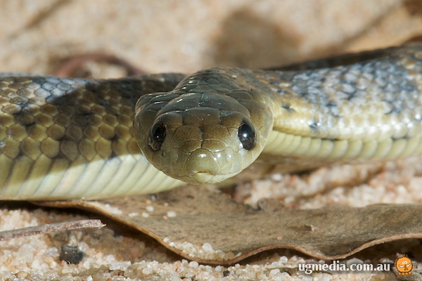 Image of an eastern tiger snake, courtesy of Stewart MacDonald.