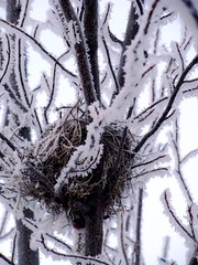 Winter birds nest.