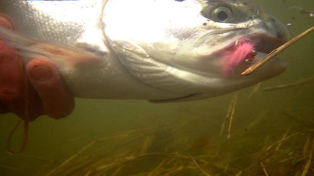 Hatchery fish addicts buck ODFW steelhead plan for Siuslaw