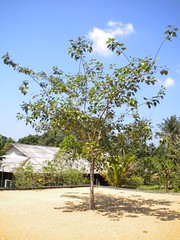 DSCN0217 Centrum - Bodhi strom