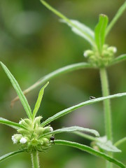 Mint / Lamiaceae