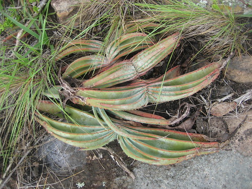 Aloe suprafoliata 2 by tonrulkens
