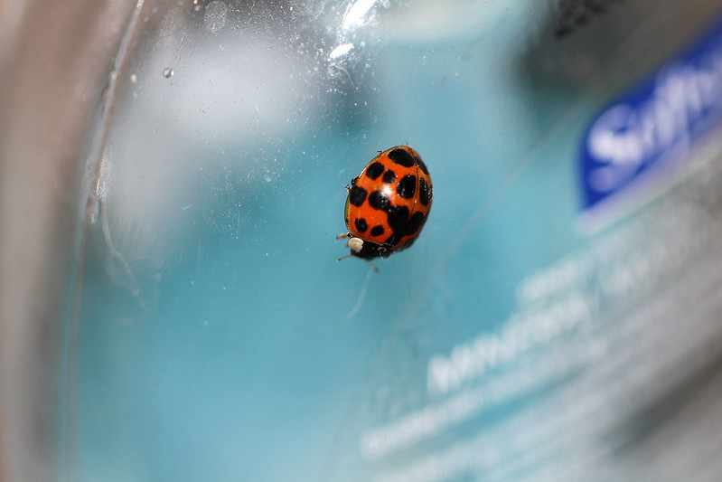 ladybug on handsoap5