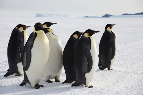 Emperor Penguins, Ross Island, Antarctica by kressleygunn